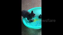 Cat steps on tortoise to drink water in basin