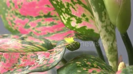 A cute green caterpillar walking on a colorful plant.