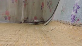 Sleeping woman finds deadly viper inside her mosquito net