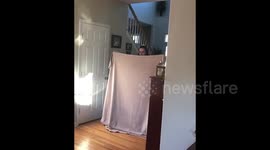 These two dogs were stumped by the #whatthefluff prank