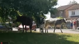 Kent village invaded by nine escaped bulls