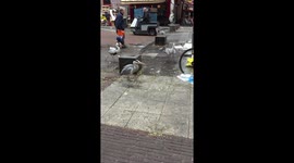 Heron cleaning up after Amsterdam fish market