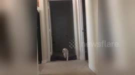 What The Fluff Challenge feat. Zorro https://t.co/oD27NYnKem
