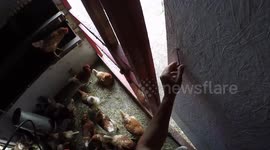 YouTuber enters chicken coop and discovers why chickens peck his ring
