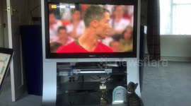 Cat 'attacks' Ronaldo on demand