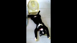 Cool kitty! Chilled-out cat stretches out in front of fan