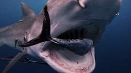 Terrifying close encounter with massive Tiger sharks off Florida coast