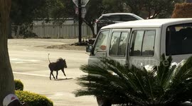 Warthogs cause travel chaos in South African town