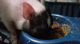 Om nom nom oink