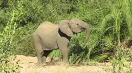 Cheeky male elephant suddenly charges towards vehicle in South Africa national park