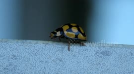 Close up footage shows beautiful ladybird cleaning its face