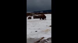Bear