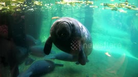 Manatee eating a head of lettuce