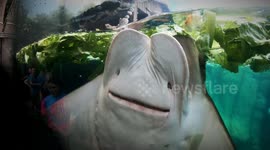 Sting Ray Eating Lettuce