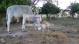 Dog plays with calf