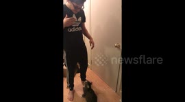 Cat makes epic leap up into owner's arms
