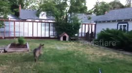 Owner pranks confused dog with hilarious water balloon variation of viral #whatthefluff challenge
