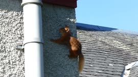 Red Squirrel doing Spider Man up a wall