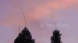 Huge columns of mosquitoes hover above trees in China