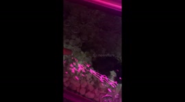 Fish biting the finger