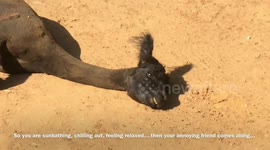 Alpacas Zoo Visit 17th May 2018. You are sunbathing, chilling out, relaxing...then your annoying friend comes along.  Sunbathing alpaca spits at friend when she tickles her foot.