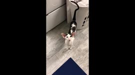 Teddy the cat likes to pretend he’s a car by honking