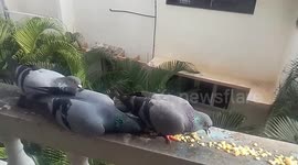 Feeding Hungry pigeons