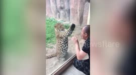 Watch the incredible moment a leopard interacts with a zoo visitor