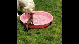 Dog pool