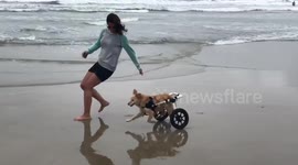 Disabled dog goes for a run on San Diego beach with the help of wheelchair