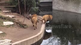 Distracted lion takes a tumble into the water
