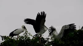 A Group Of Big White Bird Are Fighting