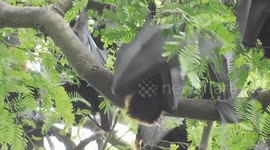 So Many Bat Are Hanging On This Tree And The Wings Are Trying To Cool Their Body