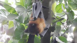 A Hanging Sleeping Bat Closeup