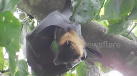 The Big Bat Are Hanging On Tree