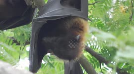 Bat Hanging And Sleeping Style