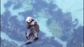 Sea otter shows off her sea otter pup.