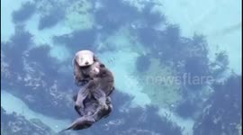 Proud sea otter mom shows off her bundle of joy