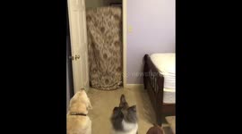 What the Fluff hilarious dog video
