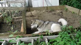 Alaskan Malamute Puppy Gardening