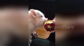 One-month-old mini pig devours apple