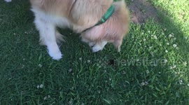 Adorable dog goes gopher-hunting in the gentlest way possible