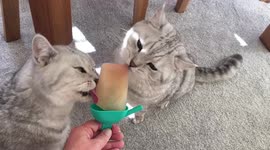 Cats share ice lolly treat during sweltering summer heatwave