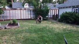 Owner pranks confused dog with hilarious water balloon variation of viral #whatthefluff challenge