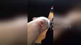 One-month-old mini pig devours apple
