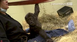 Baby gorilla who was orphaned is matched with loving new mom