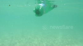 Plastic bottle floating in a crystal clear ocean, shot from underwater