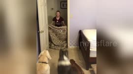 Hilarious moment dog ruins owner's 'What the fluff' challenge