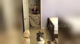 Newsflare Edit - Hilarious moment dog ruins owner's #whatthefluff challenge