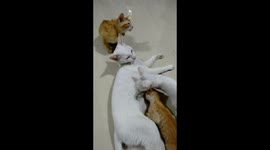 Mumma Cat loving her kittens